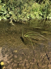 Schoenoplectus lacustris