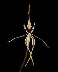 Caladenia rileyi