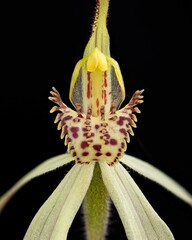 Caladenia arenaria