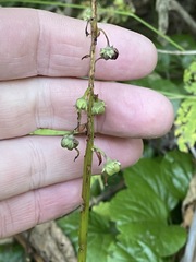 Pyrola asarifolia