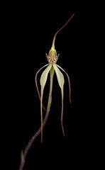 Caladenia arenaria