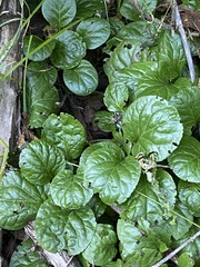 Pyrola asarifolia