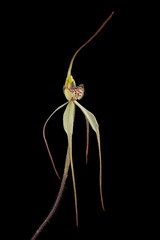 Caladenia arenaria