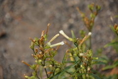 Nicotiana