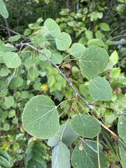 Phyllocnistis populiella