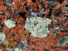 Parmeliopsis ambigua