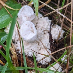 Lycoperdon curtisii