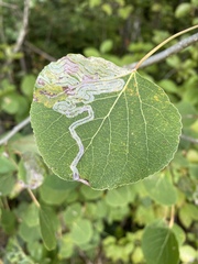 Phyllocnistis populiella