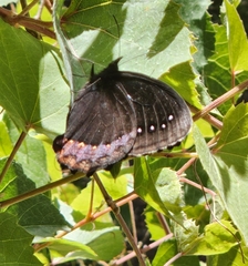 Gyrocheilus patrobas