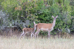Cervus elaphus elaphus