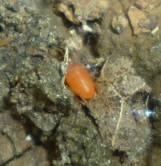 Parasitengona