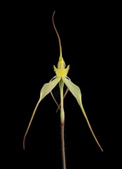 Caladenia arenaria