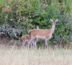 Cervus elaphus elaphus