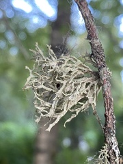Evernia prunastri