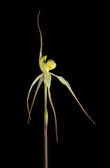 Caladenia arenaria