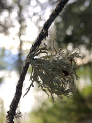 Evernia prunastri