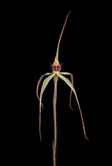 Caladenia arenaria