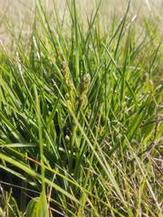 Caesia calliantha