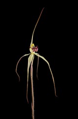 Caladenia arenaria