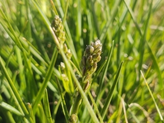 Caesia calliantha