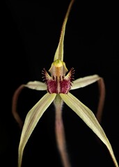 Caladenia arenaria
