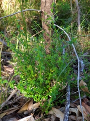 Gonocarpus teucrioides
