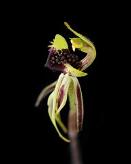 Caladenia concinna