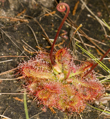 Drosera spatulata