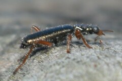 Lemidia subaenea