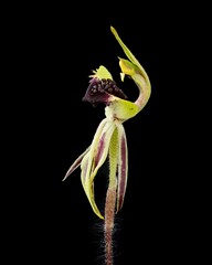 Caladenia concinna