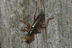 Lemidia subaenea