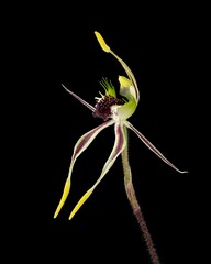 Caladenia rigens