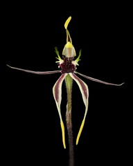 Caladenia rigens