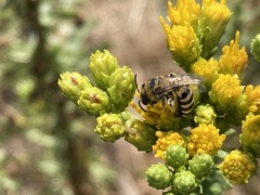 Colletes