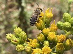 Colletes