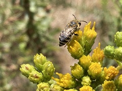 Colletes