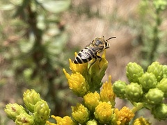 Colletes