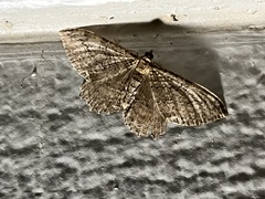 Rheumaptera meadii