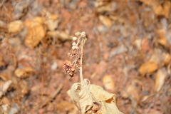 Asclepias californica