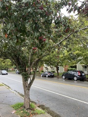 Crataegus crus-galli