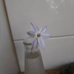 Ipheion uniflorum