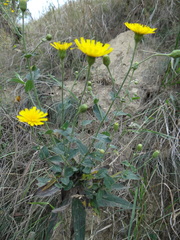Hieracium virosum