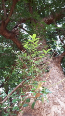 Xanthocercis zambesiaca