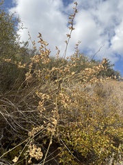 Malacothamnus