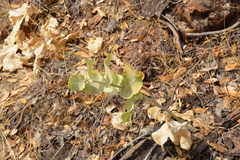 Asclepias californica