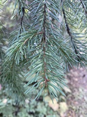 Picea engelmannii