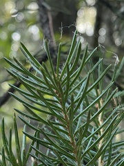 Picea engelmannii