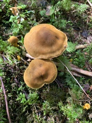 Cortinarius semisanguineus