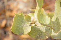 Asclepias californica