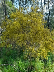 Acacia genistifolia